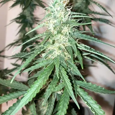Kamala OG