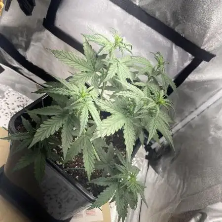 Kamala OG