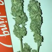 AK-47