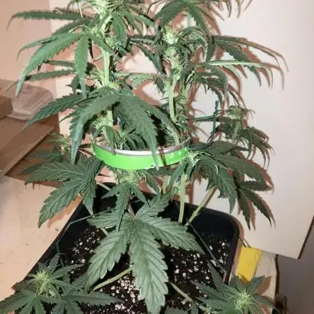 Kamala OG