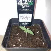 AK-47