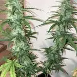 Kamala OG