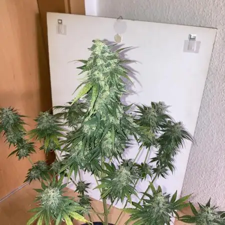 AK-47
