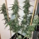 Kamala OG