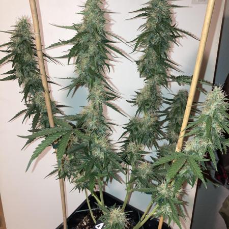 Kamala OG