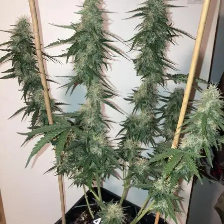 Kamala OG
