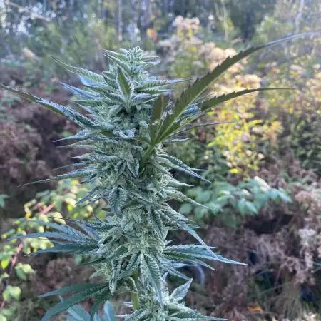 African Gas gorilla grow