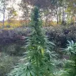 African Gas gorilla grow