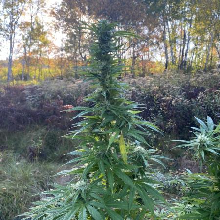African Gas gorilla grow