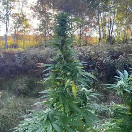 African Gas gorilla grow