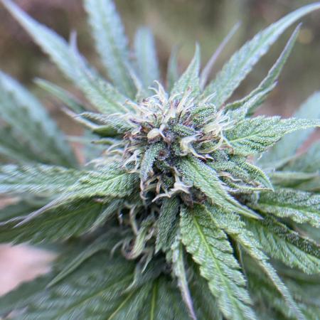African Gas gorilla grow