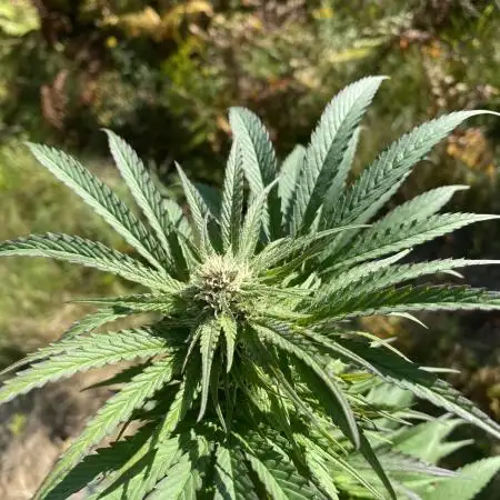 African Gas gorilla grow
