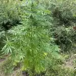 African Gas gorilla grow