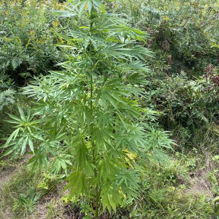 African Gas gorilla grow