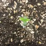 Purple strawberry popesicle auto