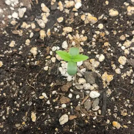 Purple strawberry popesicle auto