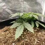 Red Critical Auto