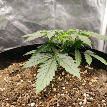 Red Critical Auto