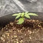 Red Critical Auto