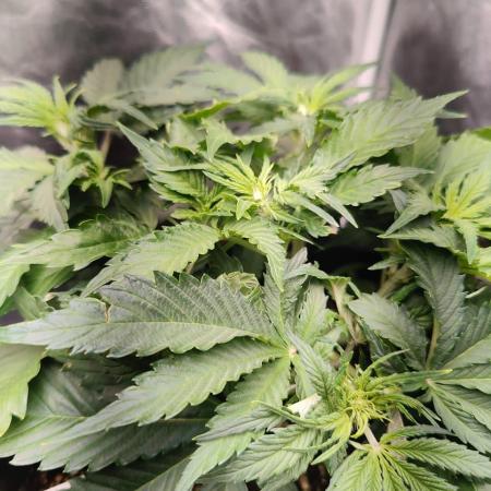 Red Critical Auto