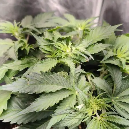 Red Critical Auto
