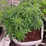My best Automaticflower