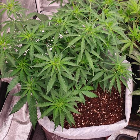 My best Automaticflower