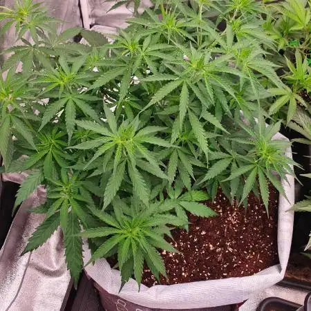 My best Automaticflower