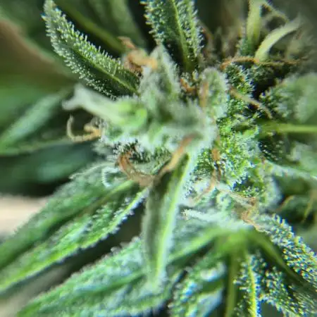 Finally, some diesel!