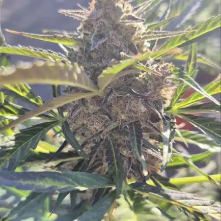 Finally, some diesel!