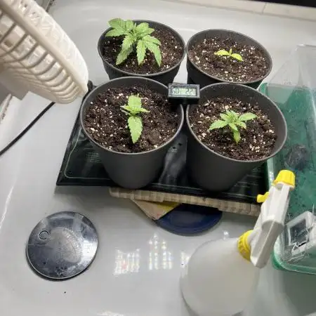 Seriotica/Strawberry AK Indoor Grow
