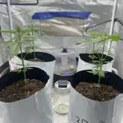 First time breeding run