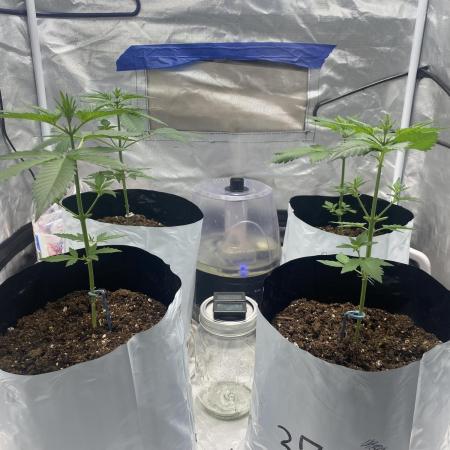 First time breeding run