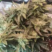 N° 1 -  Auto Blueberry
