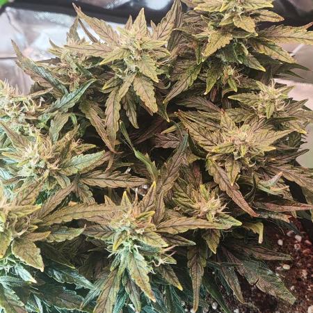 N° 1 -  Auto Blueberry