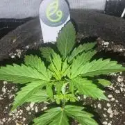 Blue Skywalker Berry