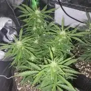 Blue Skywalker Berry