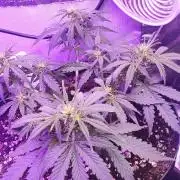 Blue Skywalker Berry