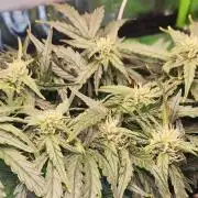 N° 1 -  Auto Blueberry