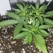 Blue Skywalker Berry