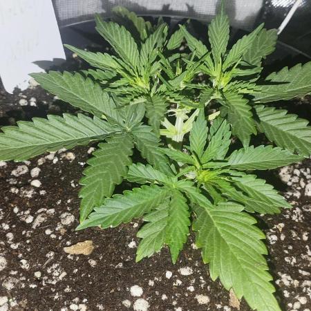 Blue Skywalker Berry