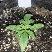 Blue Skywalker Berry