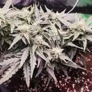 N° 1 -  Auto Blueberry