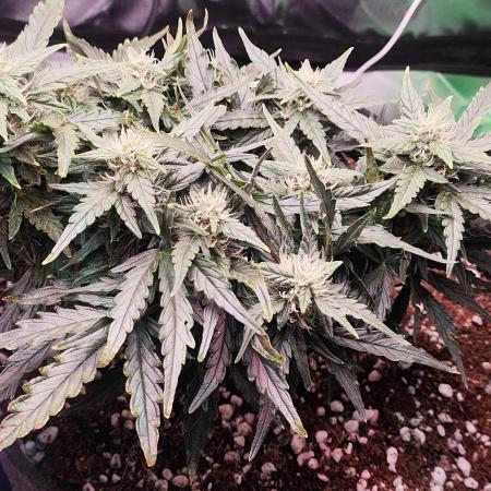 N° 1 -  Auto Blueberry