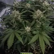 Blue Skywalker Berry
