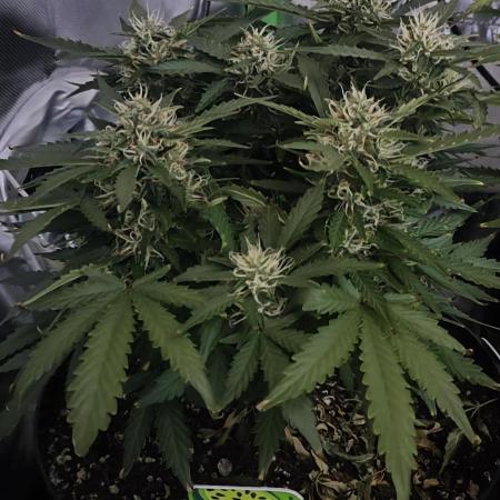 Blue Skywalker Berry