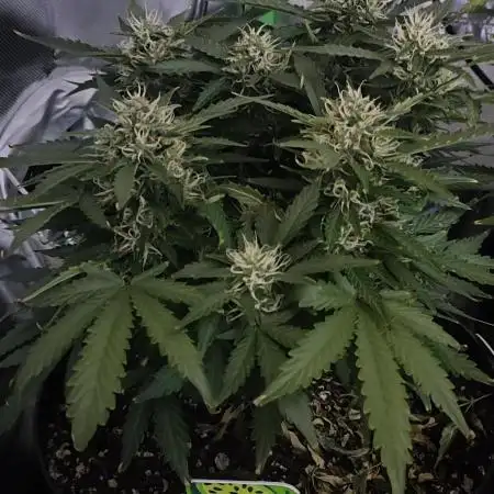 Blue Skywalker Berry