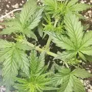 N° 1 -  Auto Blueberry
