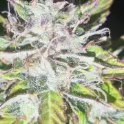 Blue Skywalker Berry