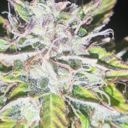 Blue Skywalker Berry